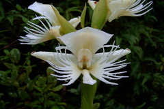 Platanthera susannae